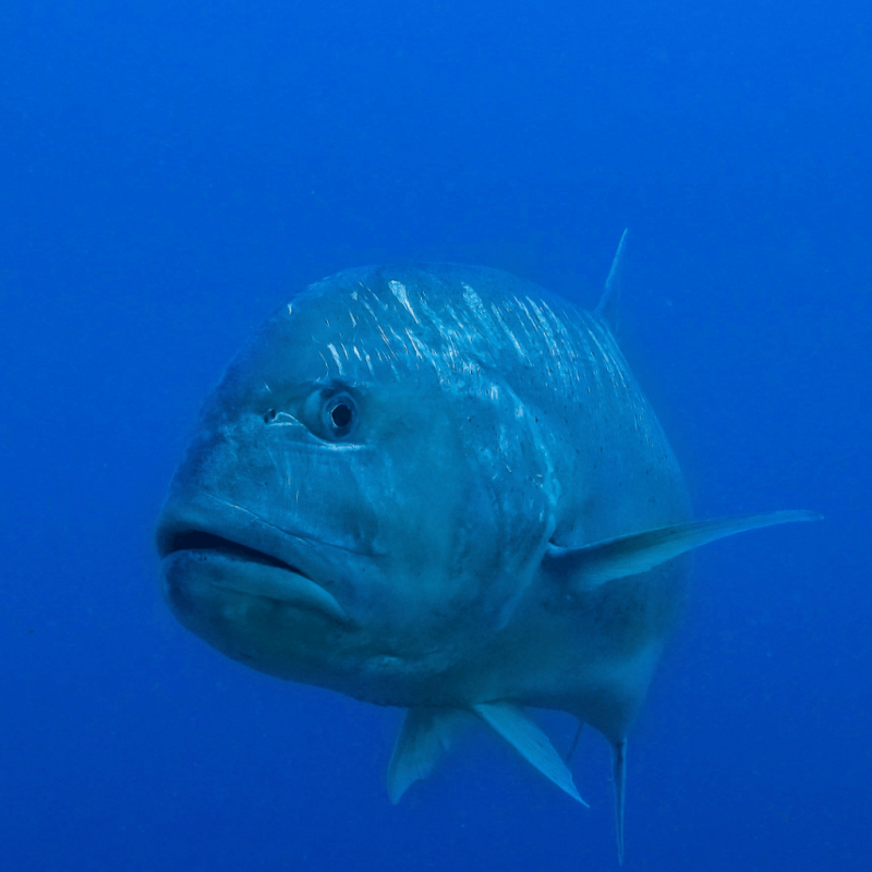 Design sans titre 39