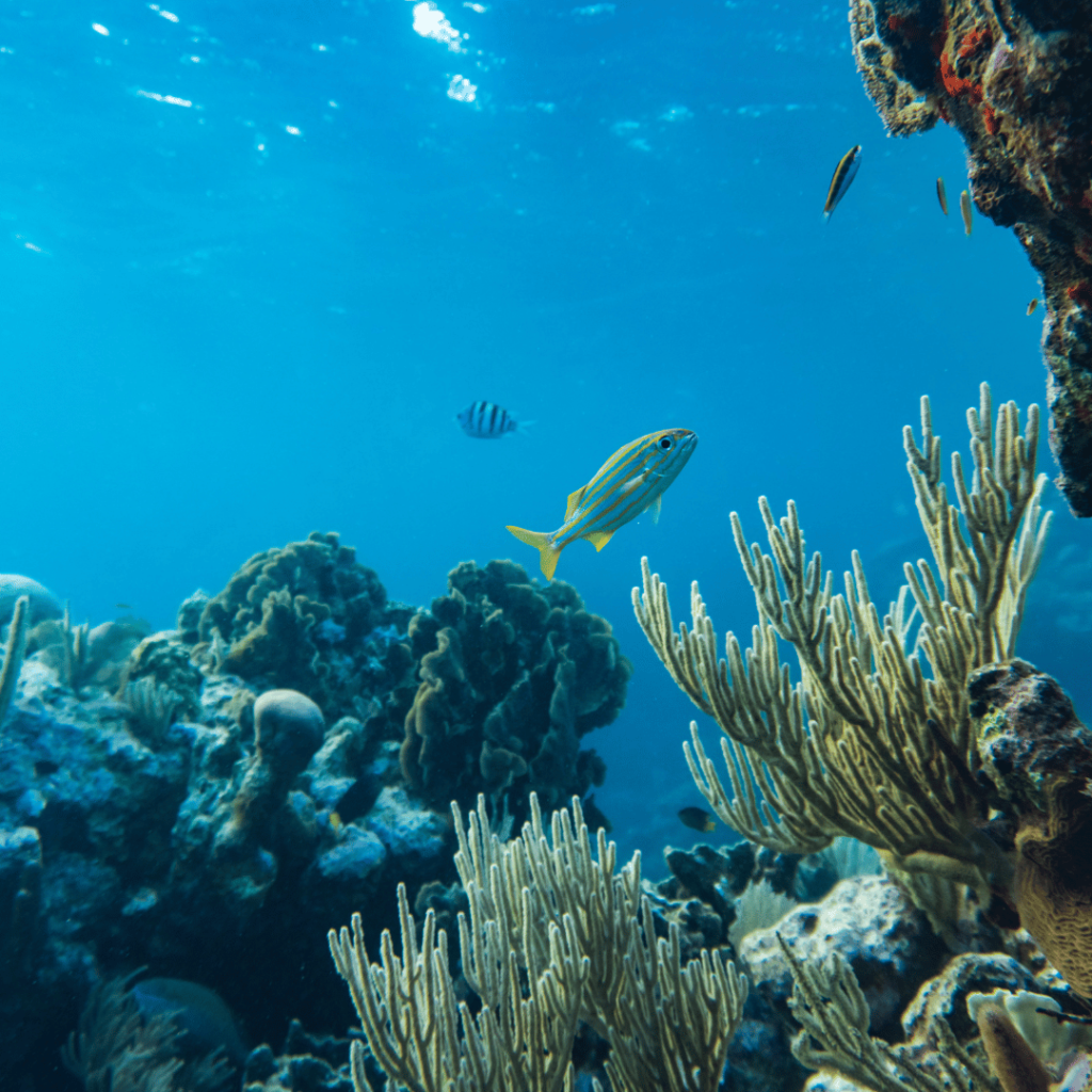 Design ohne Titel 41