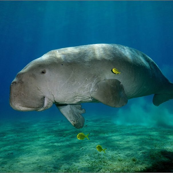 dugong 1